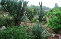 jardin botanico aguascalientes Jardín Botánico Rey Nezahualcóyotl