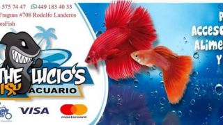 tienda especializada en acuarios aguascalientes The Lucio's Fish