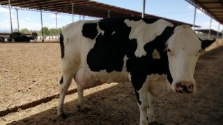 fabricante de alimento para ganado aguascalientes Forrajes Campos, S.A. de C.V. Sucursal Aguascalientes