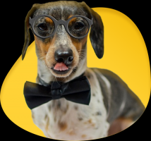guarderia para perros aguascalientes BARBERDOG | Hotel & Spa Canino
