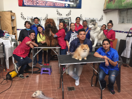 cursos peluqueria canina ciudad de mexico Escuela Estetica Canina Profesional Canis