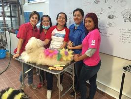 cursos peluqueria canina ciudad de mexico Escuela Estetica Canina Profesional Canis