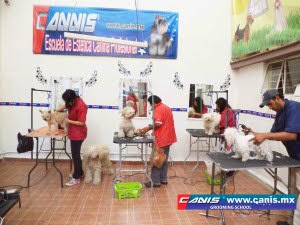 peluquerias caninas en ciudad de mexico Escuela Estetica Canina Profesional Canis