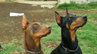 criaderos de perros en ciudad de mexico Criadero de Perros Doberman Isalmi