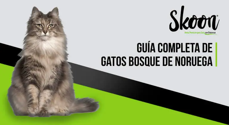 tiendas de animales en ciudad de mexico Skoon | La mejor arena para gatos