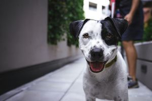 alojamientos para perros en ciudad de mexico Roma Pets Grooming y Guarderia