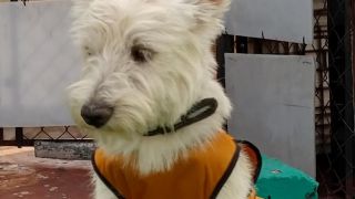 criaderos de perros en ciudad de mexico Criadero de Perros Westy Pereda Garcia