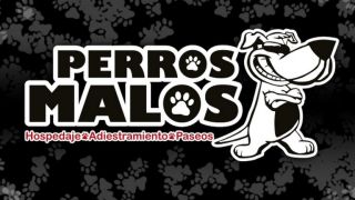 cuidadores de perros ciudad de mexico Perros Malos - Pensión Canina 