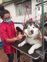 peluquerias caninas en ciudad de mexico Escuela Estetica Canina Profesional Canis