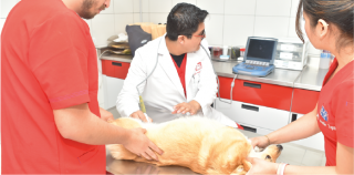 cursos medicina veterinaria y zootecnia ciudad de mexico escuela veterinaria fcm