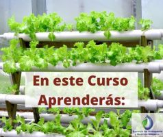cursos jardineria ciudad de mexico Escuela de Hidroponia CDMX