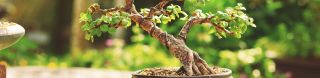 clases bonsai ciudad de mexico OLIGANX