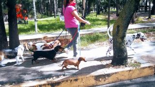 clases adiestramiento perros ciudad de mexico Ecad entrenamiento canino a domicilio k9