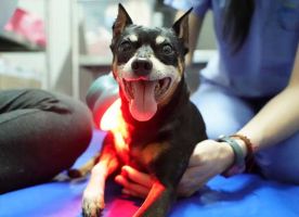 clinicas perros ciudad de mexico Hospital Veterinario Animal Home Coapa 24 horas