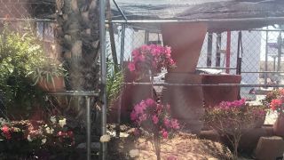 servicio de plantas para interior chihuahua vivero villegas
