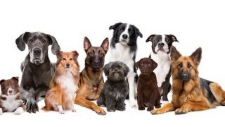 cuidador de mascotas chimalhuacan Veterinaria Y Estética Canina “Casa Romo”