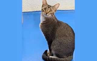 guarderia para gatos chimalhuacan Pet Concepts