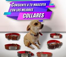 collares para mascotas con placas integradas