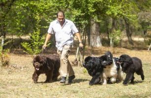 criador de perros cuautitlan izcalli TERRANOVAS DE LORANO