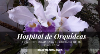cultivo de orquideas ecatepec de morelos Hospital de Orquídeas CDMX