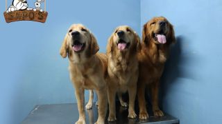guarderia para perros heroica matamoros Clínica y Estética Veterinaria Sapos