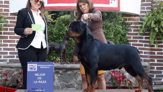 criador de perros merida Von Der Arso Rottweilers