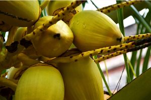 tienda de alimentos organicos merida Akúa coco para el alma