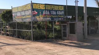 vivero de plantas mexicali Viveros Independencia