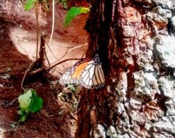 Tour a la Mariposa Monarca