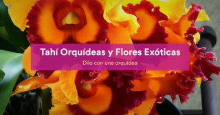 cultivo de orquideas naucalpan de juarez Tahí Orquideas y Flores Exóticas