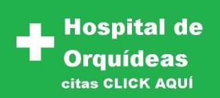 cultivo de orquideas naucalpan de juarez Hospital de Orquídeas Narvarte