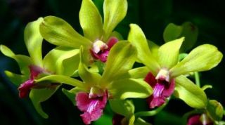 cultivo de orquideas naucalpan de juarez Hospital de Orquídeas Narvarte