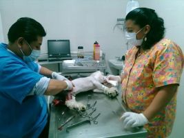 servicio veterinario de emergencia nezahualcoyotl Clinica Veterinaria Animalia Esp. Quirúrgicas