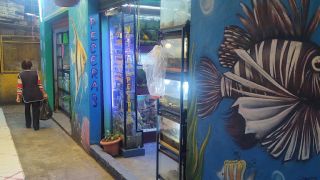tienda de peces tropicales nezahualcoyotl acuario vida marina neza