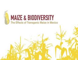 Maíz y Biodiversidad