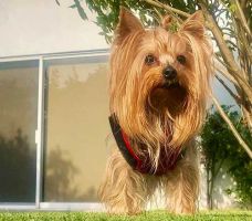 guarderia para perros reynosa Matus Clinica Hospital Para Mascotas