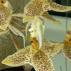 cultivo de orquideas reynosa Tahí Orquideas y Flores Exóticas