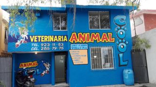 veterinaria reynosa AnimalCool