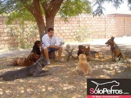 entrenador de mascotas saltillo SoloPerros