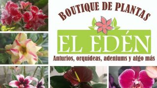 cultivo de orquideas tuxtla gutierrez Boutique de Plantas el Eden