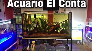 tienda de peces tropicales tuxtla gutierrez Acuario El Conta