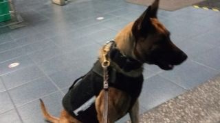 entrenador de mascotas zapopan Escuadron de Seguridad Canino