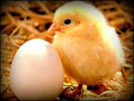 proveedor de huevos zapopan Huevo NAANDI